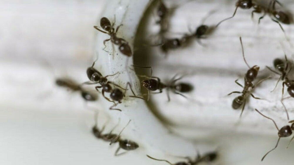 So werden Sie Ameisen ohne Chemiekeule los