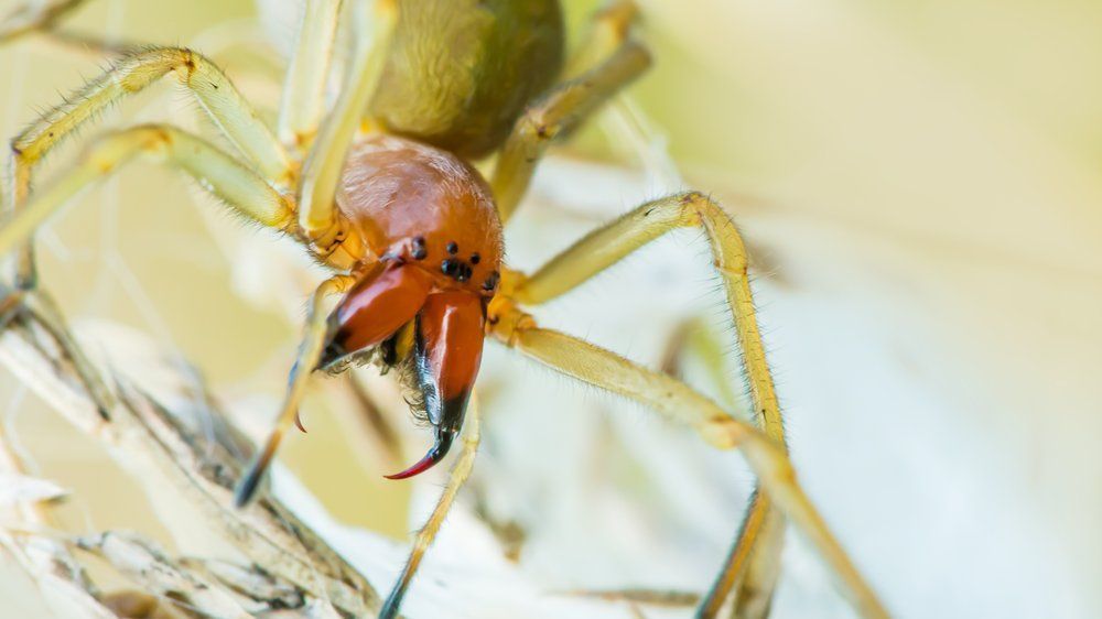 Finger weg! Das sind die giftigsten Tiere Deutschlands