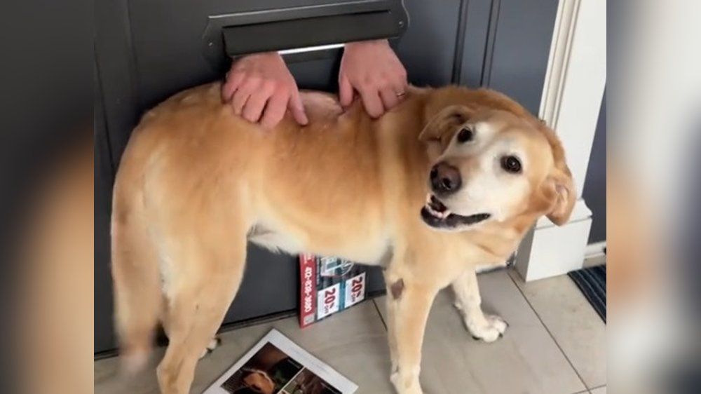 Postbote krault Hund durch Briefschlitz - und geht viral