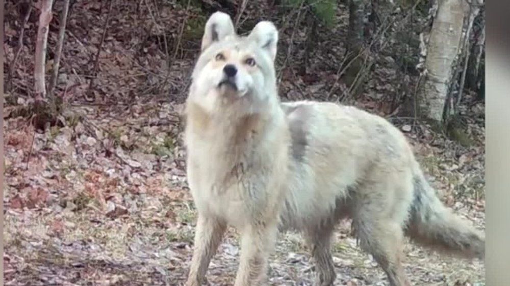 Wolf, Kojote oder Hund? Experten rätseln über mysteriöses Tier