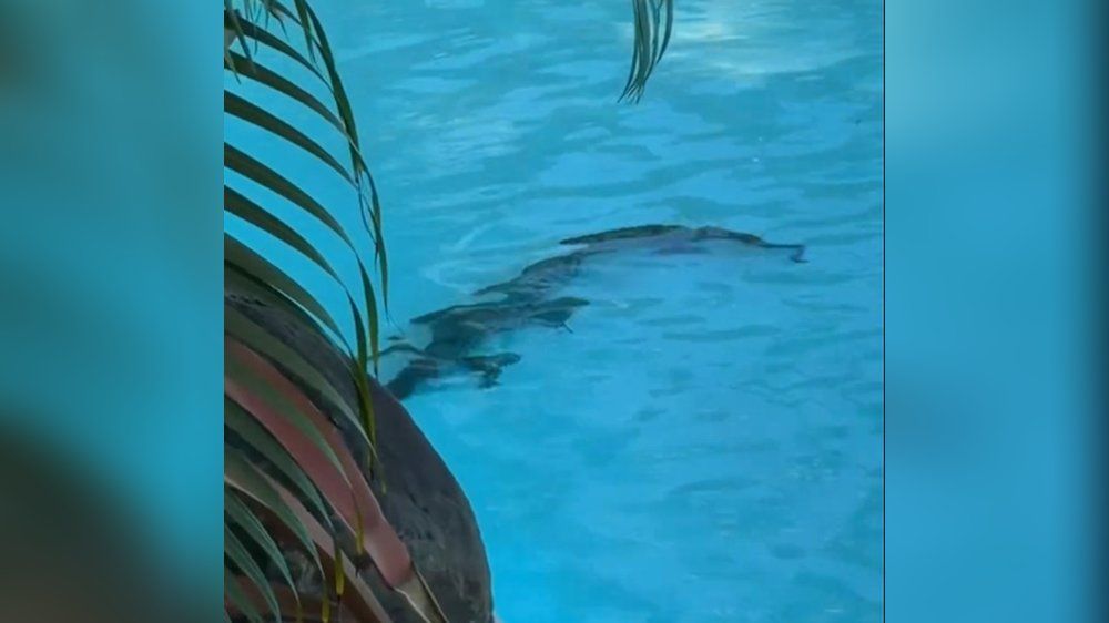 Video: Krokodil planscht im Luxusresort während Gäste entspannen