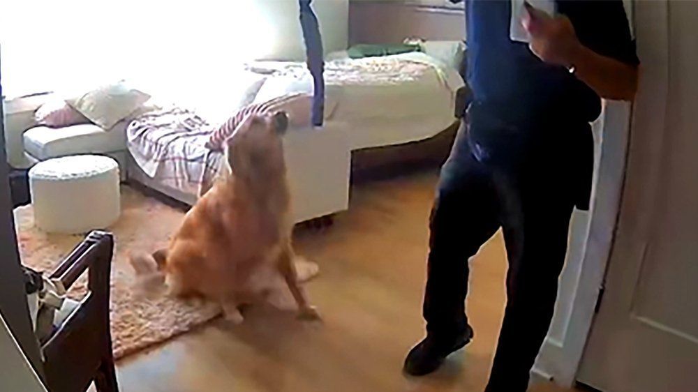 Golden Retriever joue avec un "cambrioleur" et devient viral