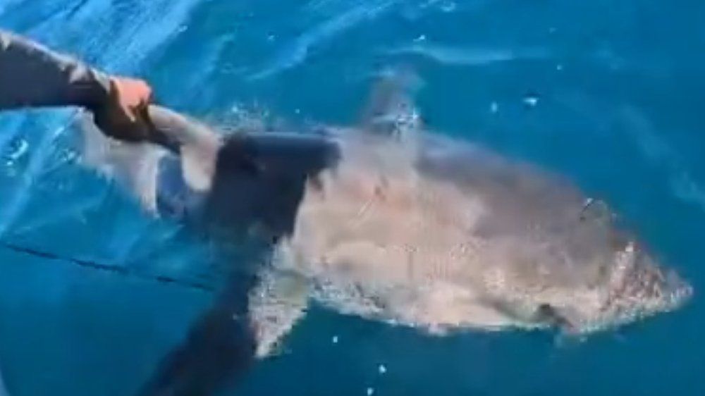 Video: Angler zieht Weißen Hai aus dem Meer