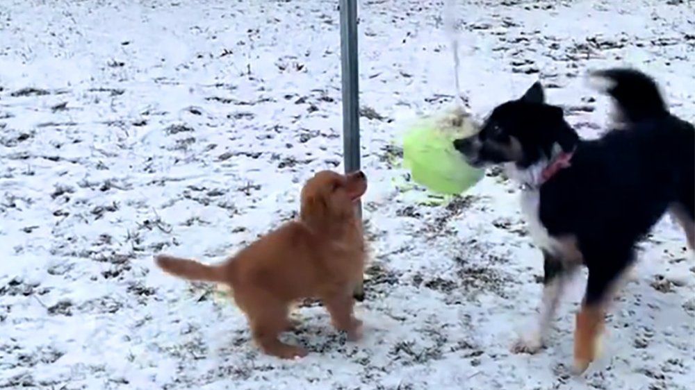 Video: Border Collie bringt Welpen Ballspiel bei und geht viral