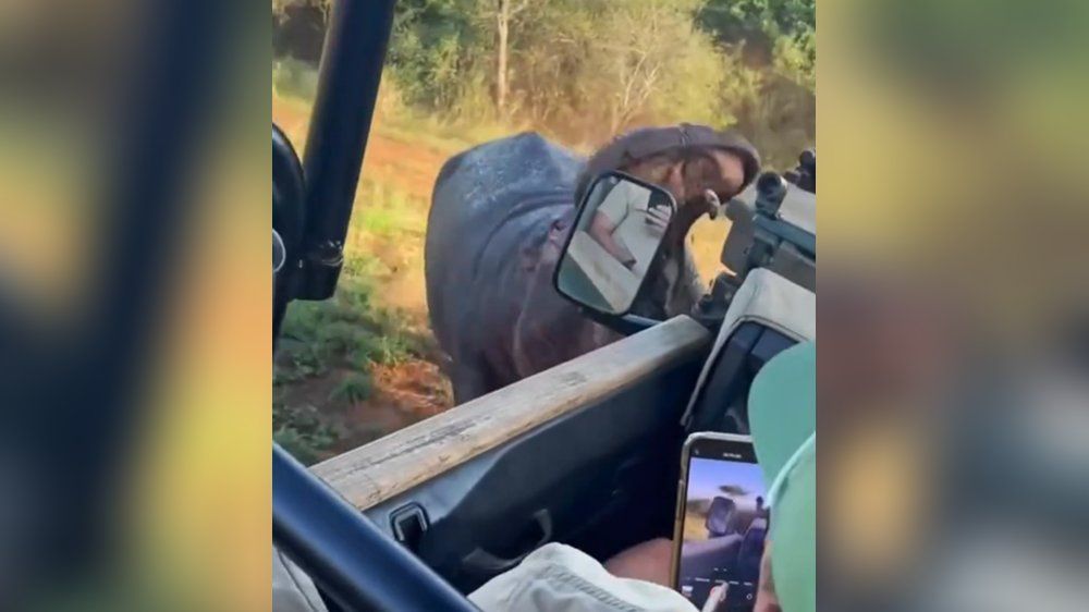Video: Wütendes Nilpferd jagt Geländewagen