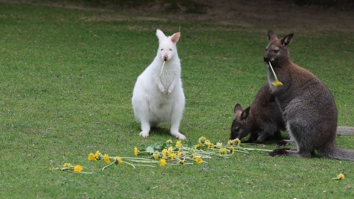 Känguru-Geburtstag: Albino Abigail feiert mit Löwenzahn
