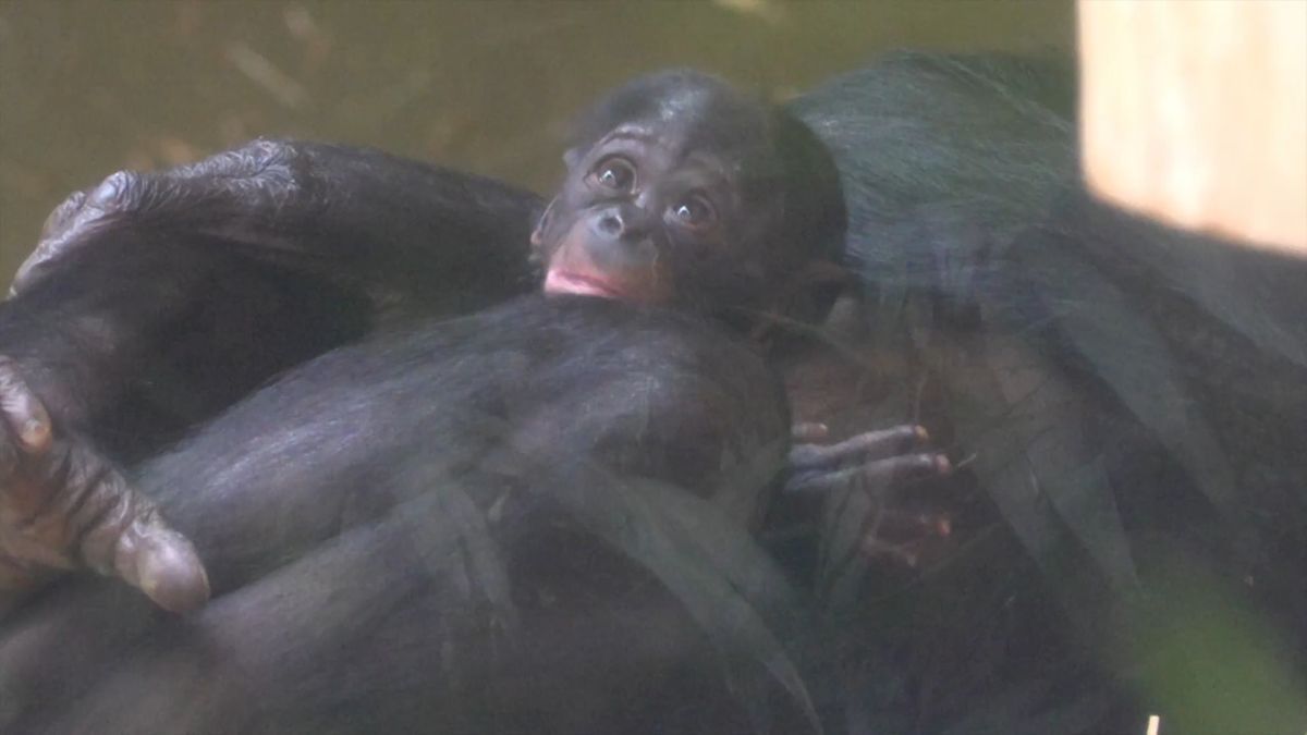 Klein, knopfäugig und schüchtern: Bonobo-Baby im Kölner Zoo geboren