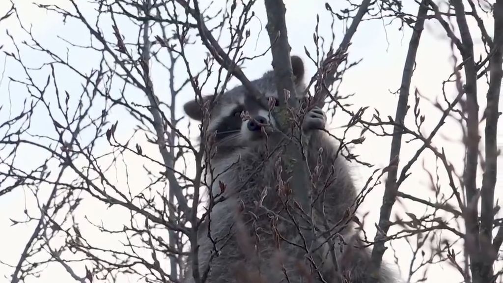 Feuerwehreinsatz in Hannover: Waschbär sitzt hoch oben im Baum