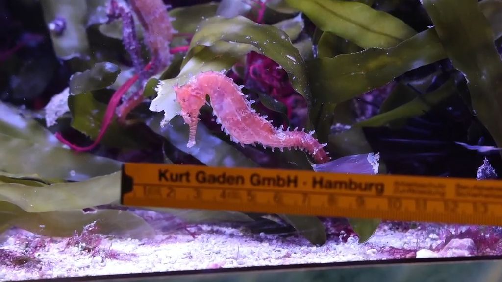 Video: Wiegen, Messen und Zählen für den Artenschutz: Inventur im Tierpark Hagenbeck