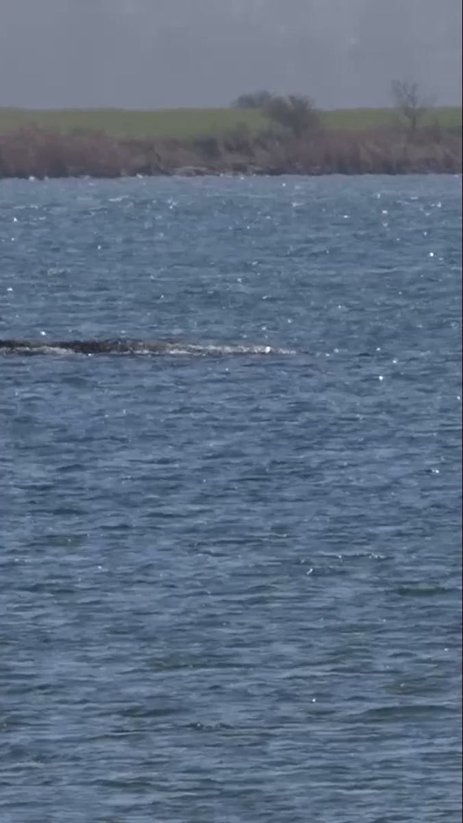 Video: Gestrandeter Wal: Atmung inzwischen schwächer