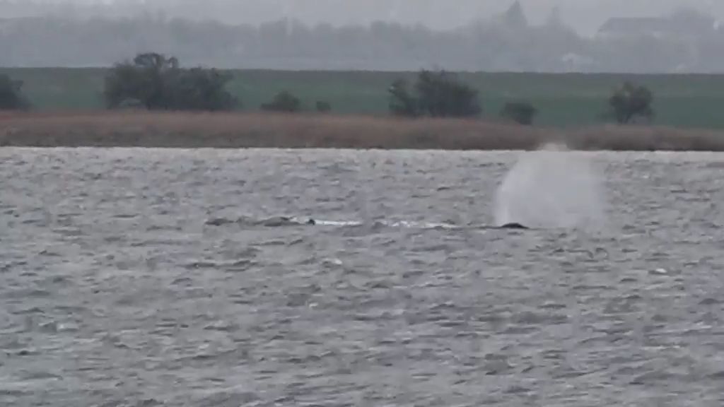 Video: Er schwimmt, er schwimmt nicht: Forscher will Rettung von Buckelwal einstellen