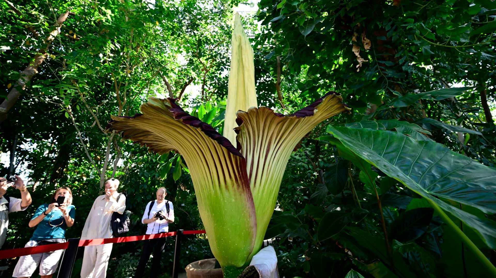 Größte Blume der Welt: Titanenwurz blüht wieder in Berlin