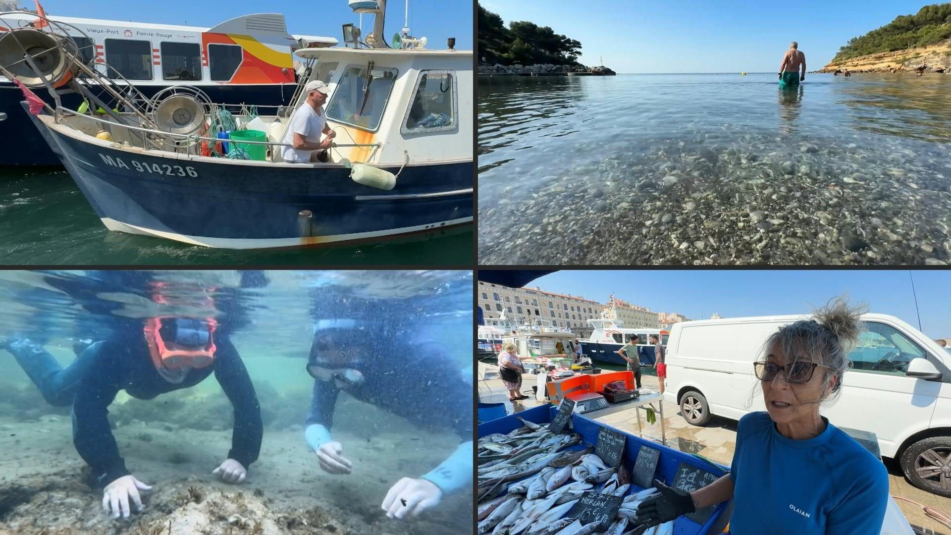 Klimawandel: Im Mittelmeer suchen die Fische nach Frische