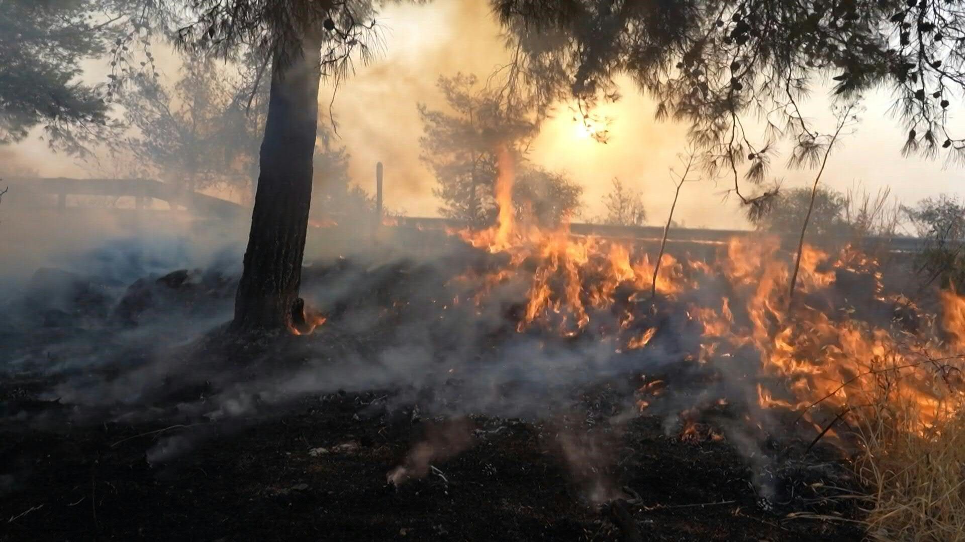 Video: Firefighters battle wildfire in Cyprus' Limassol province