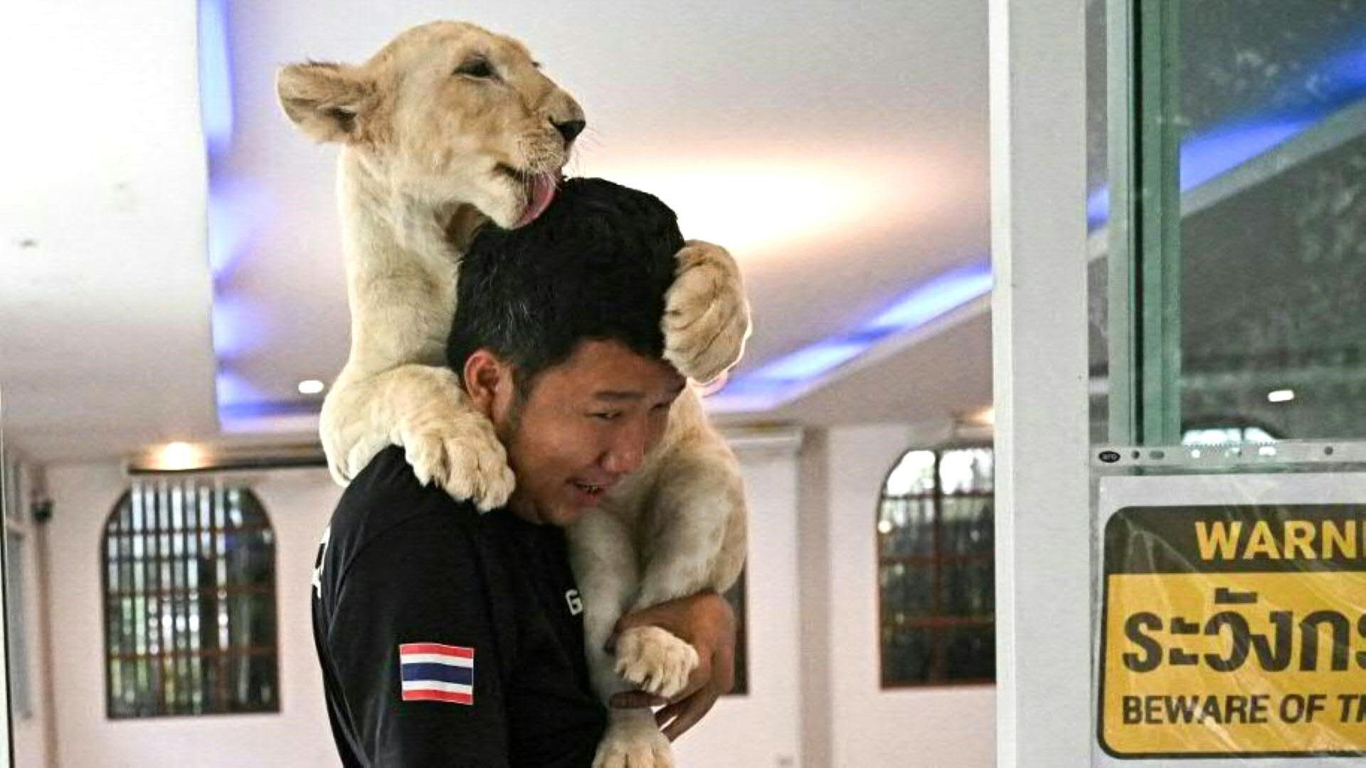 More and more Thais keep lions - to the dismay of animal rights activists