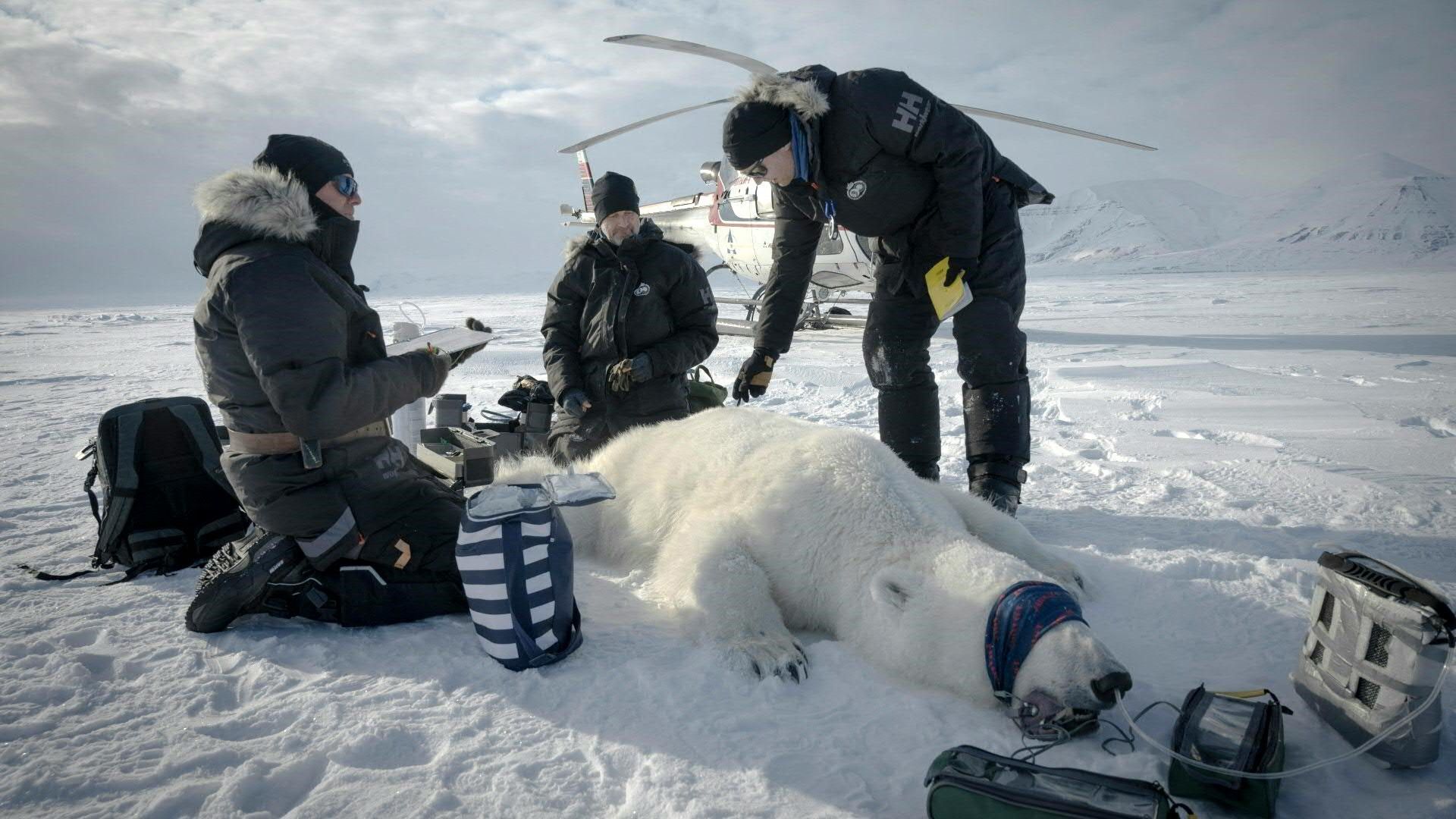 Eisbärblut für die Klimaforschung: Auf Jagd in der Arktis