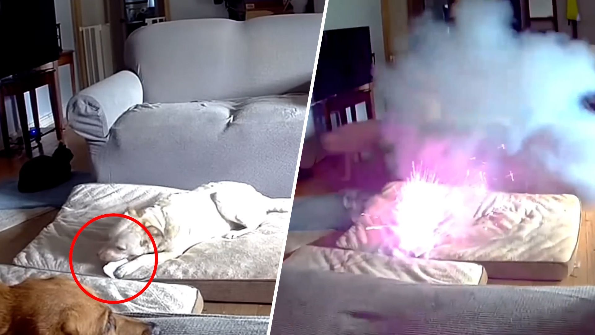 Powerbank explodiert: Hund löst Hausbrand aus