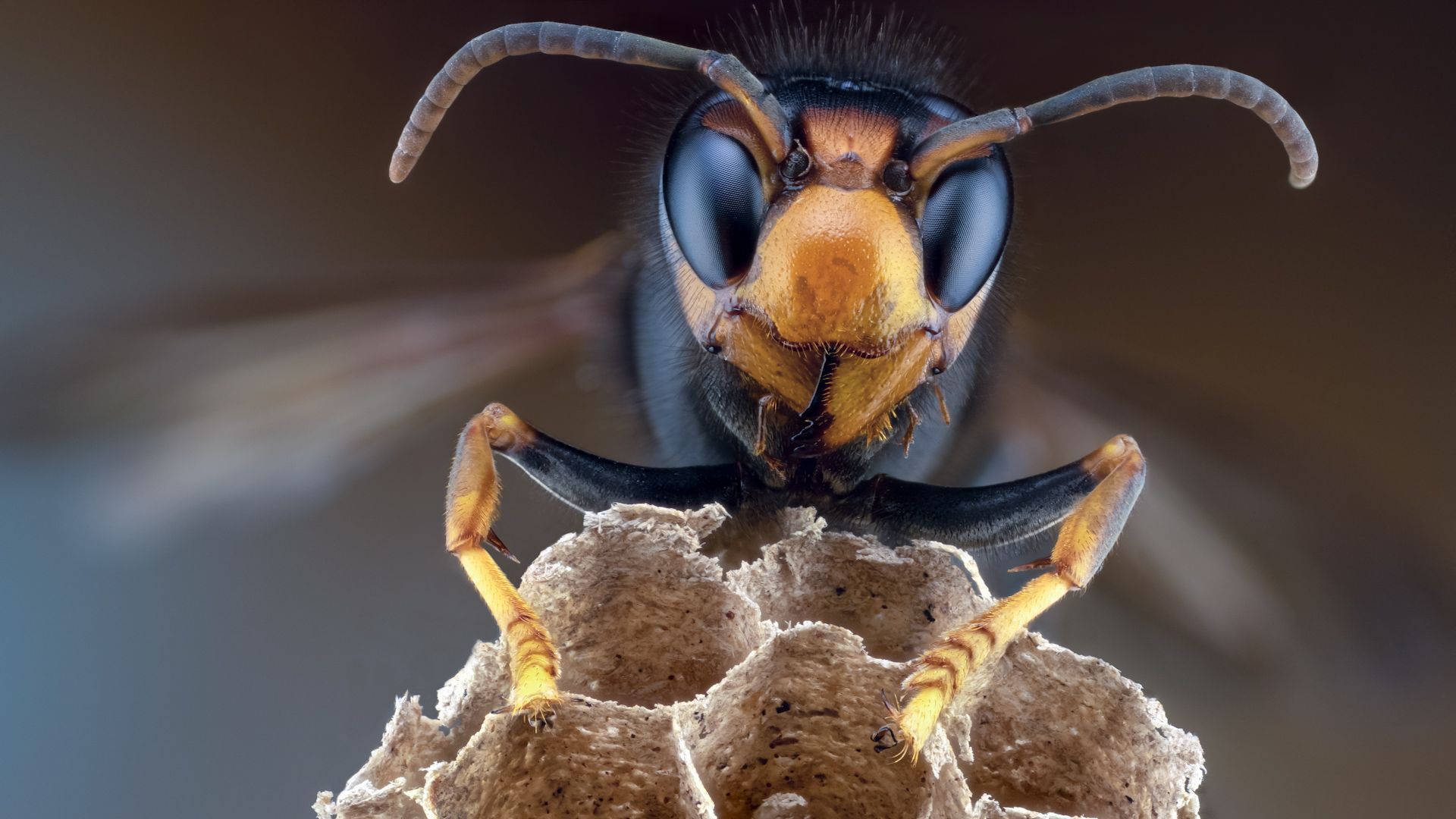 Asian hornet continues to spread - How to protect yourself