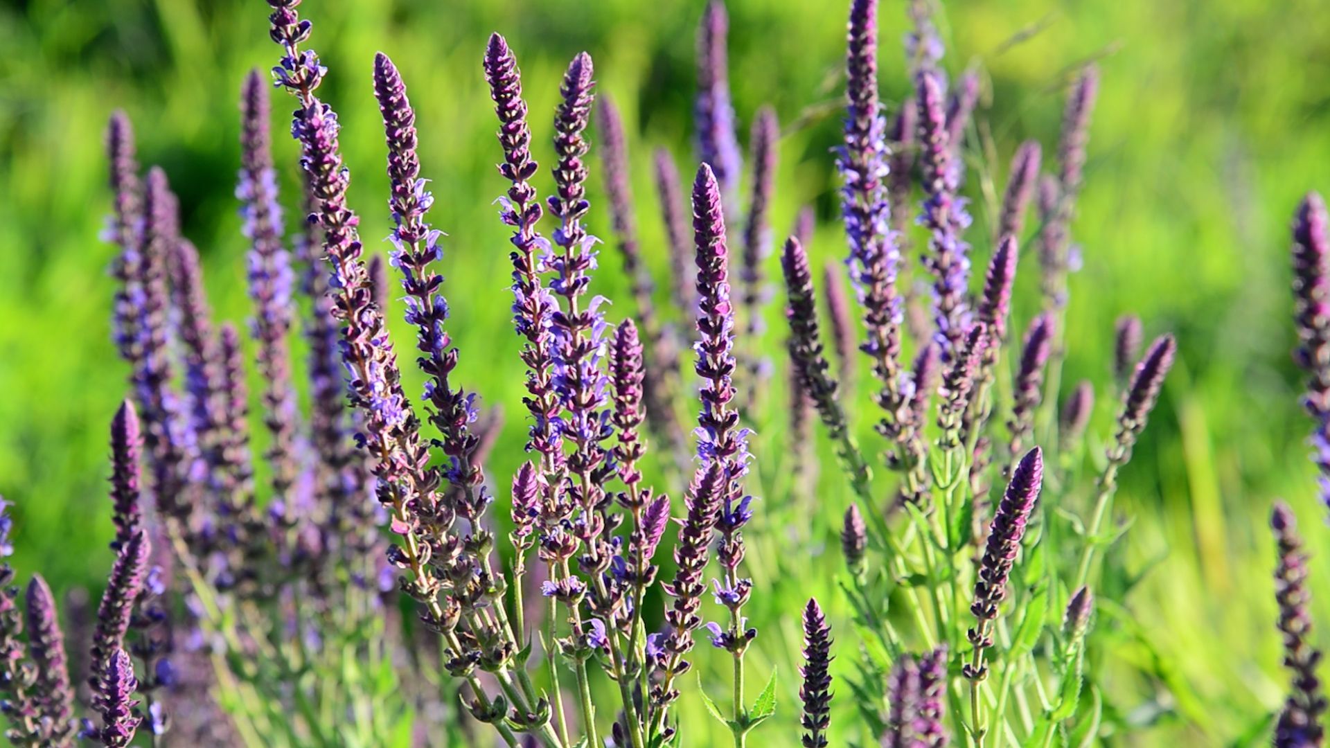 True Sage: Is Harvesting Possible During and After Flowering?