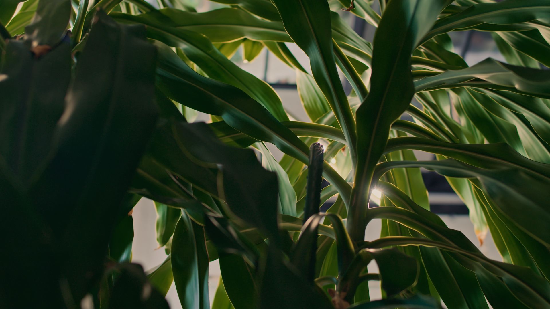 Video: Zimmergrün heilt Körper und Geist