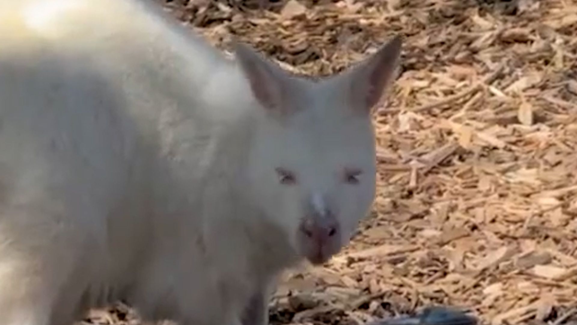 Video: Marshmallow, das Albino-Wallaby mit besonderer Sonnenpflege