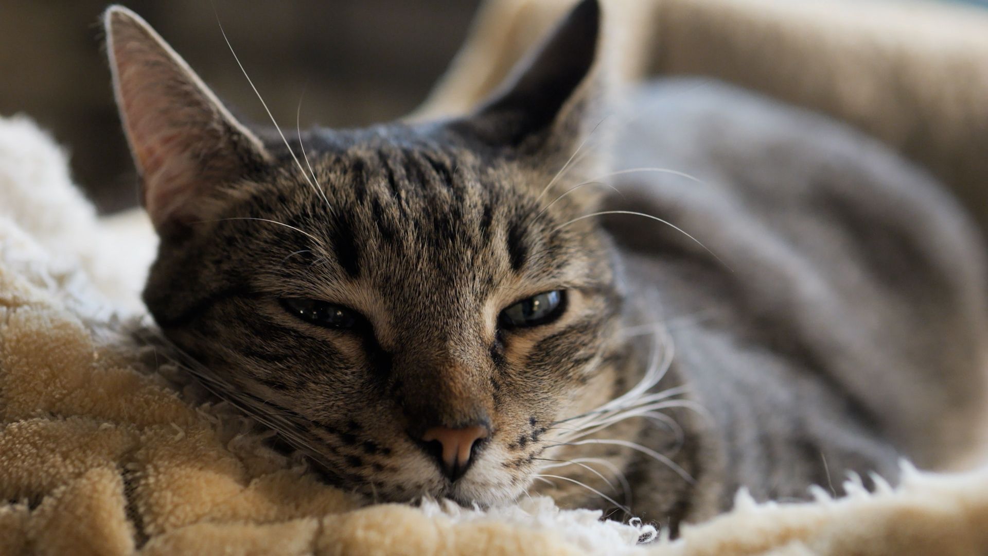 Cats are much more affectionate than we thought