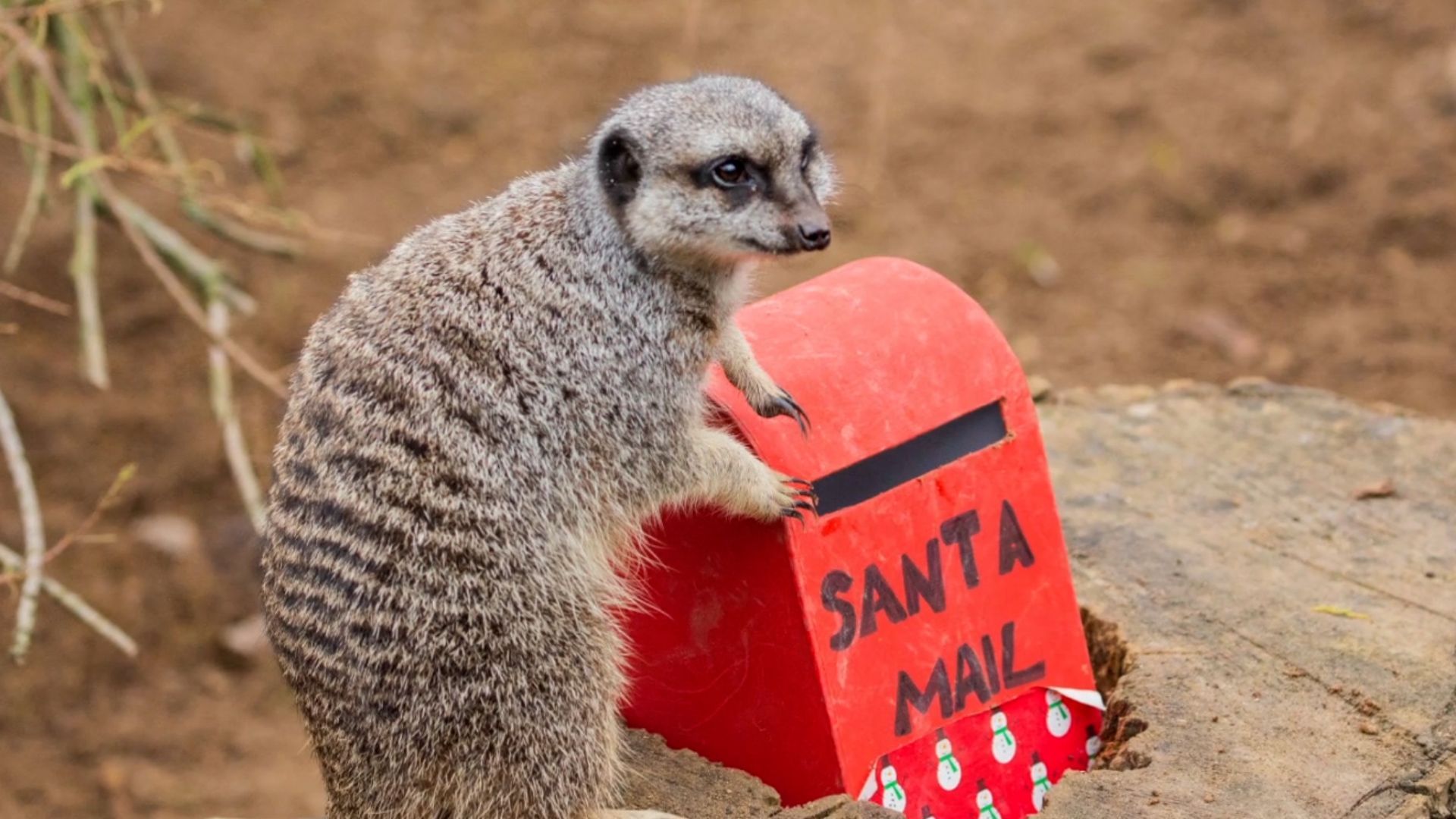 Briefe an den Weihnachtsmann: Das wünschen sich die Erdmännchen im Londoner Zoo