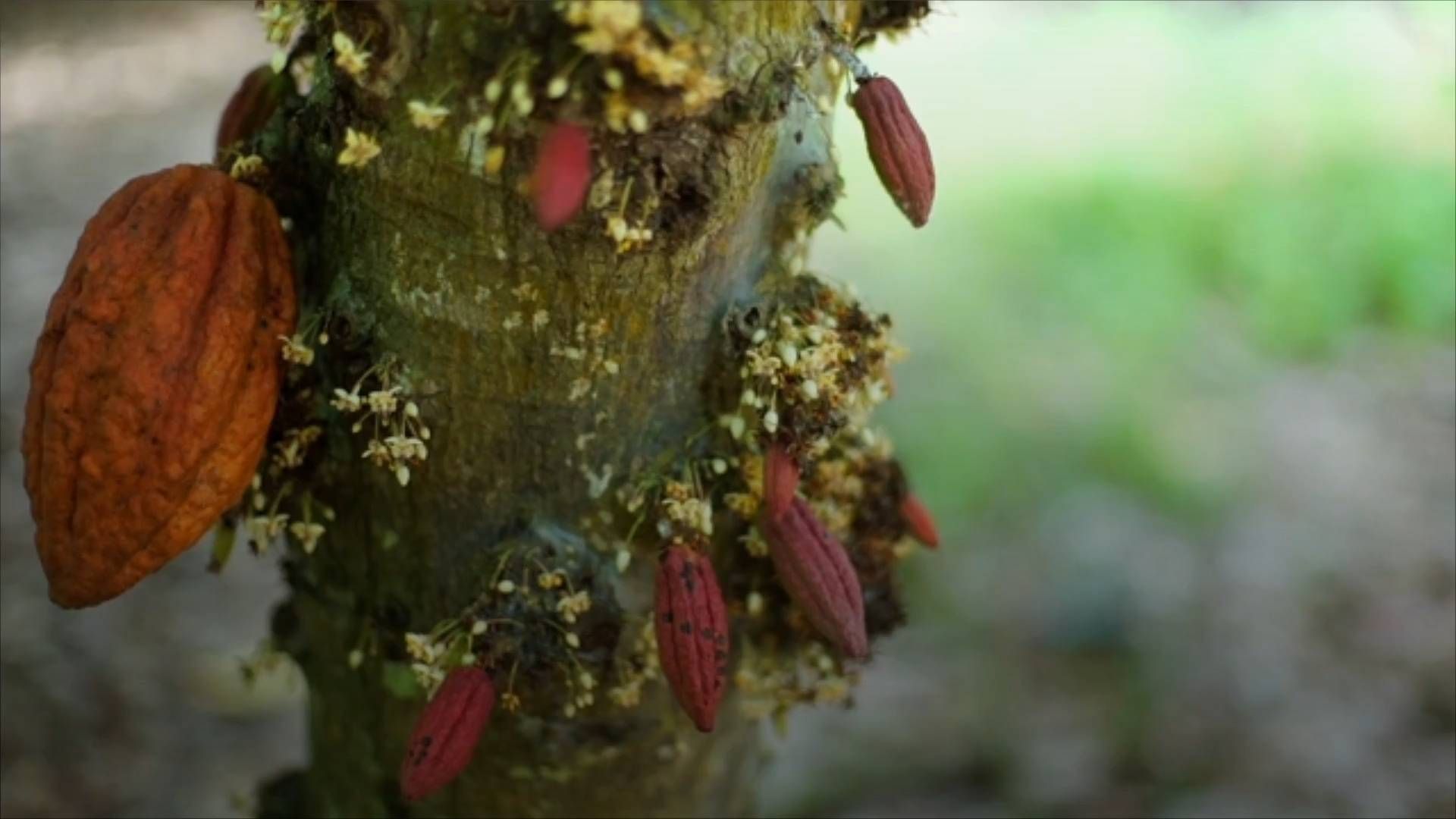 Schoko-Krise: Virus tötet Kakaobäume und könnte für Schokoaldenknappheit sorgen