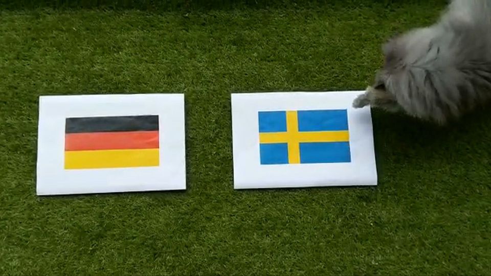 Deutschland Vs Schweden Das Katzorakel Elli Weiß Wer