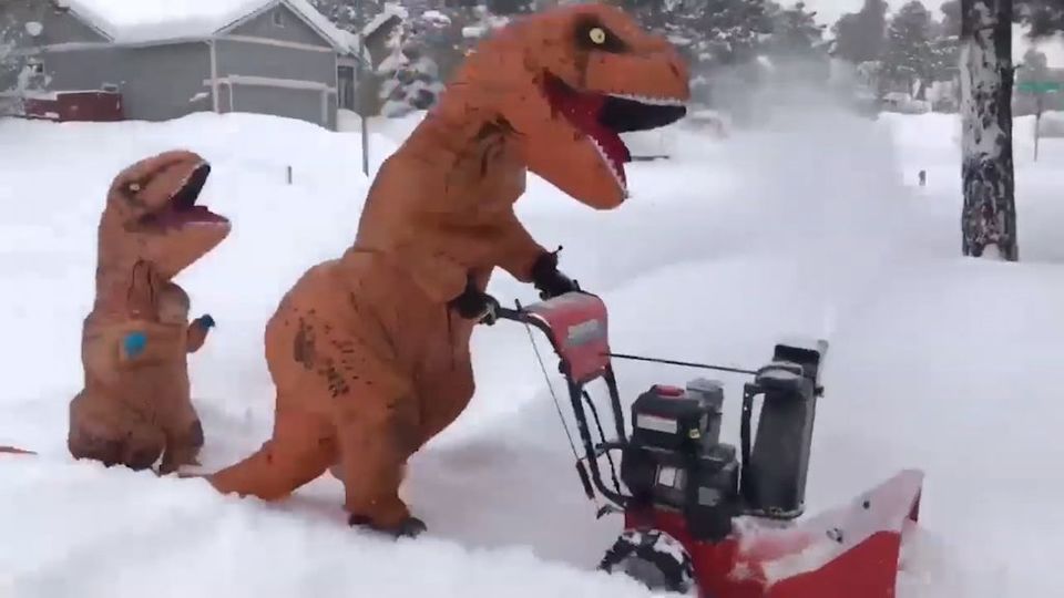 Crazy! Wenn zwei Dinosaurier sich im Schnee austoben!