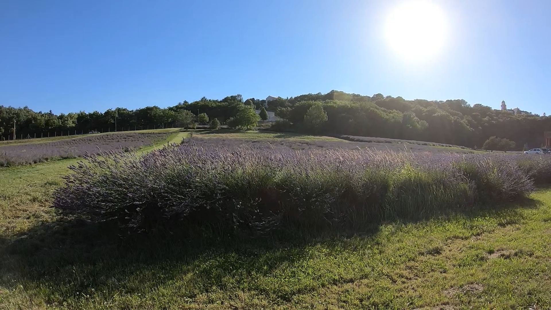 GOOD MORNING Hungary - In the Lavender Gardens of the Monks