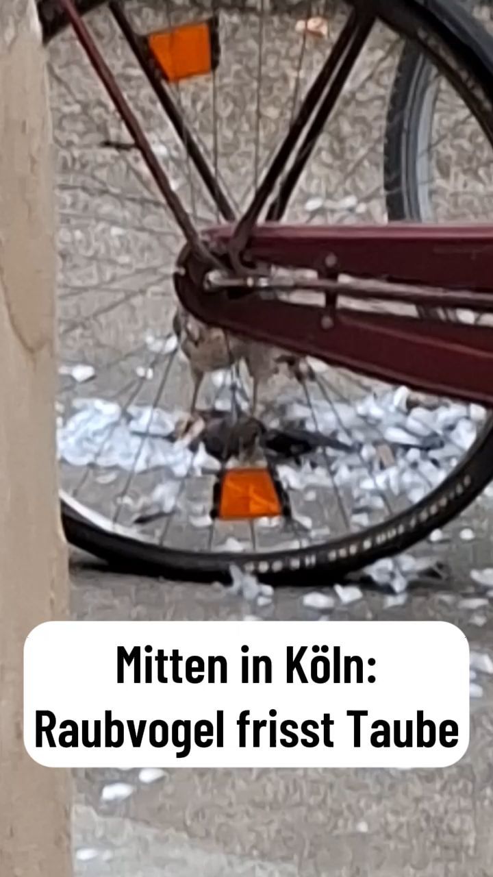 Video: Köln: Raubvogel frisst Taube