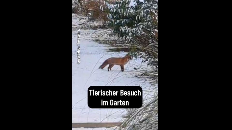 Video: Köln: Fuchs im Schnee-Garten gesichtet