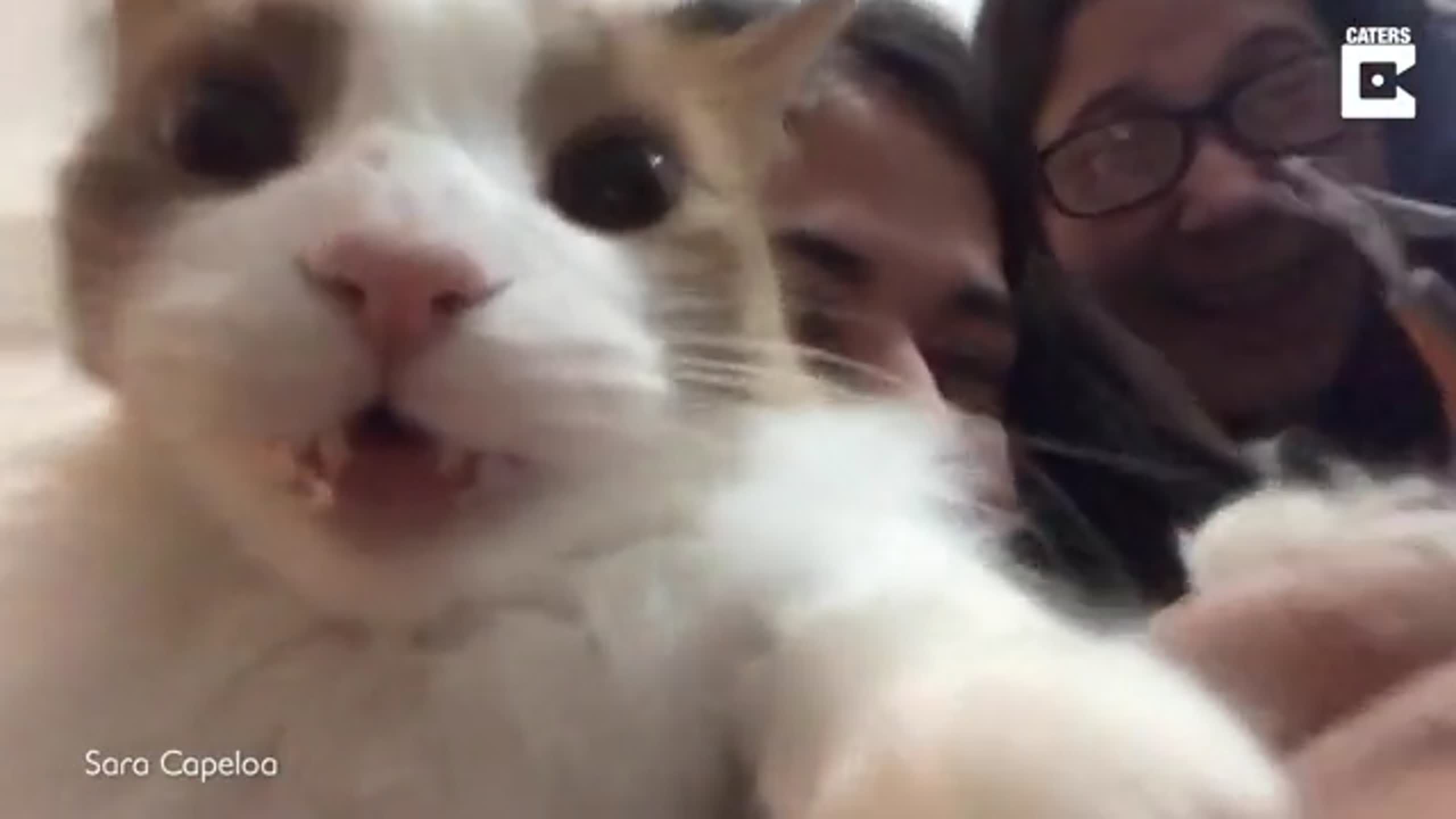 PET-RIFIED! CAT HAVING ITS CLAWS TRIMMED FALLS INTO ‘TRANCE’ LIKE STATE