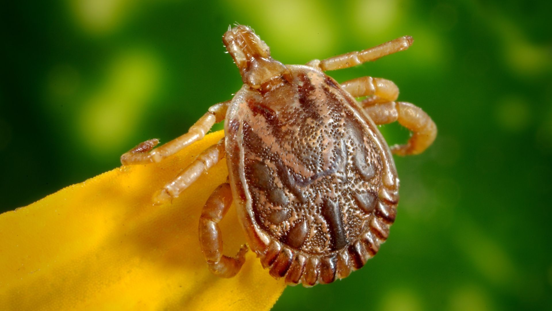 Tick bite: these are the symptoms of Lyme disease