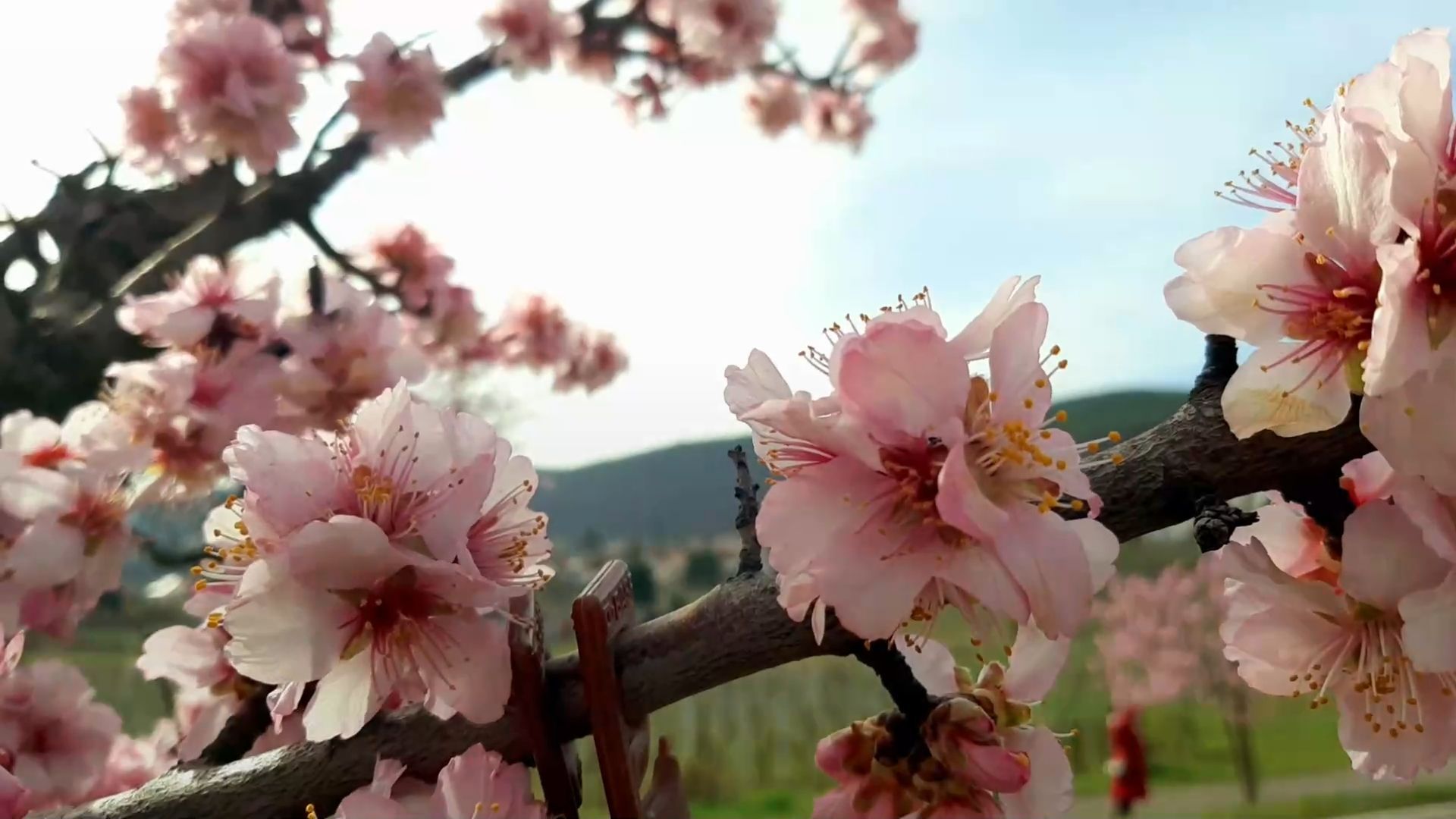 Almond blossom festival in Gimmeldingen: Pale pink blossoms enchant thousands of visitors every year