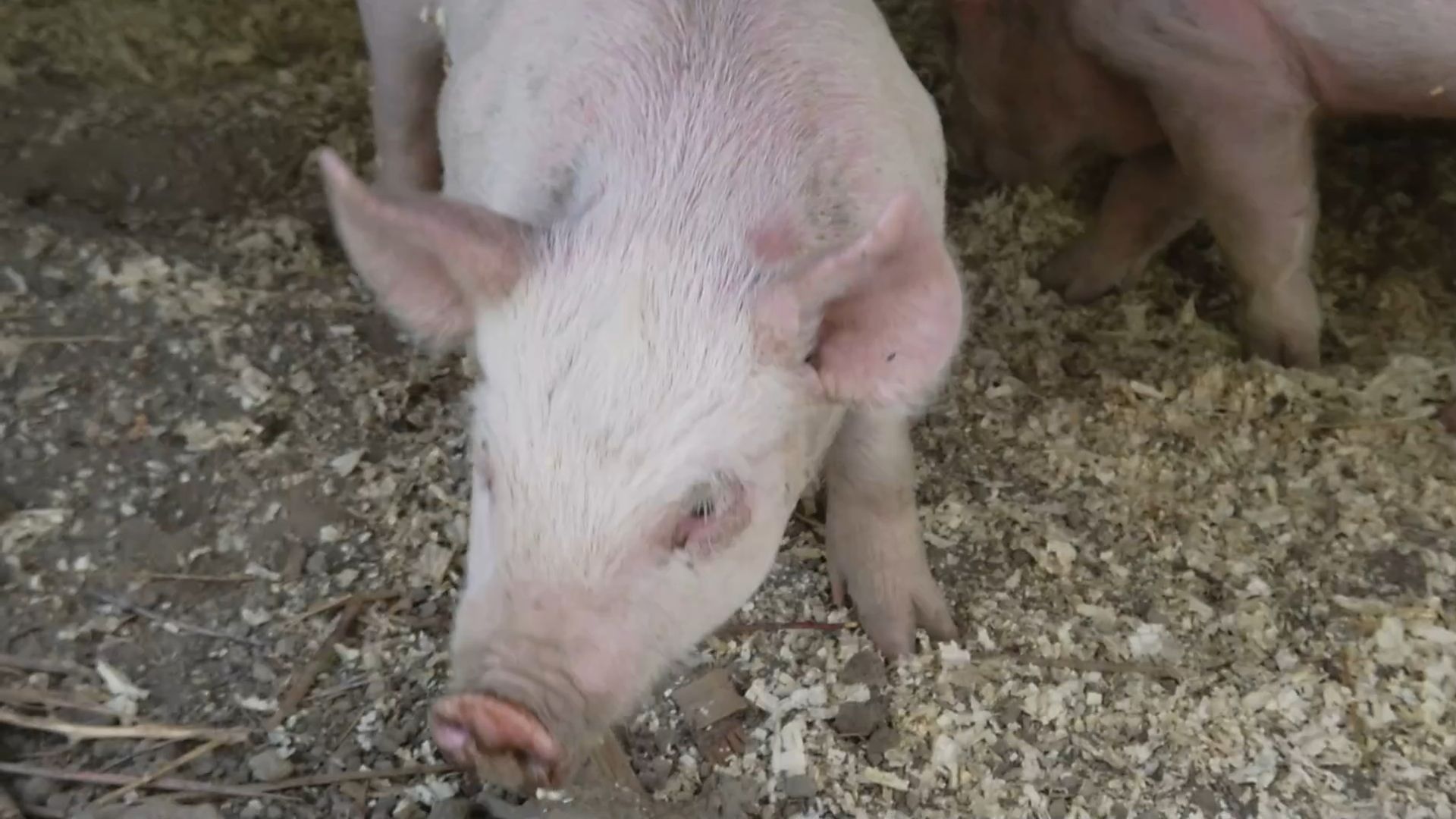 Maul- und Klauenseuche ist zurück in Deutschland: So gefährlich ist die Tierseuche