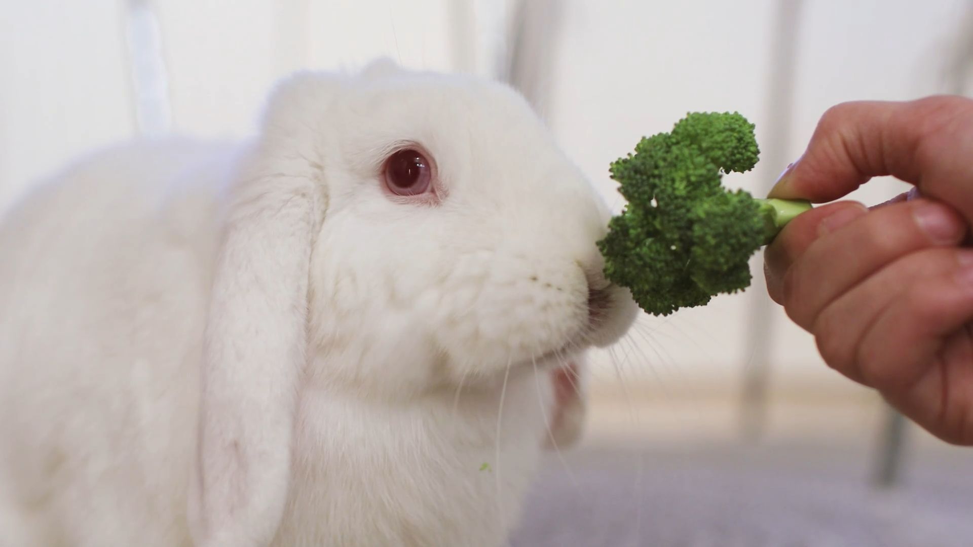 Superfood Broccoli: Green Vegetable Protects Against Cancer