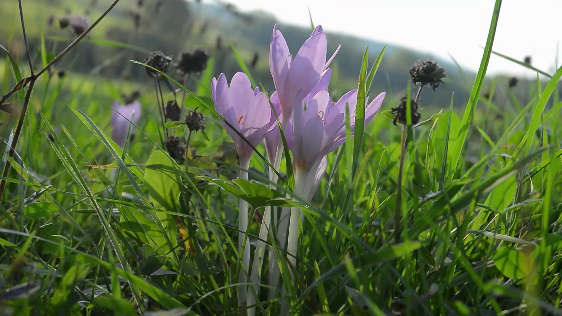 Gift in the Garden: These Plants Pose a Deadly Danger