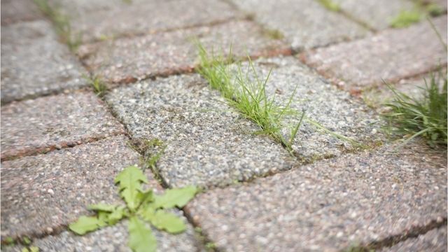 Unkraut aus Fugen entfernen: Das sind die umweltfreundlichen Alternativen