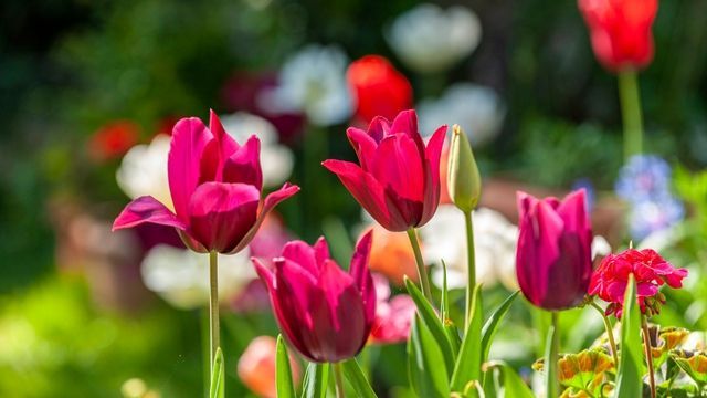 Beliebte Frühblüher: Diese 5 Pflanzen sind giftig
