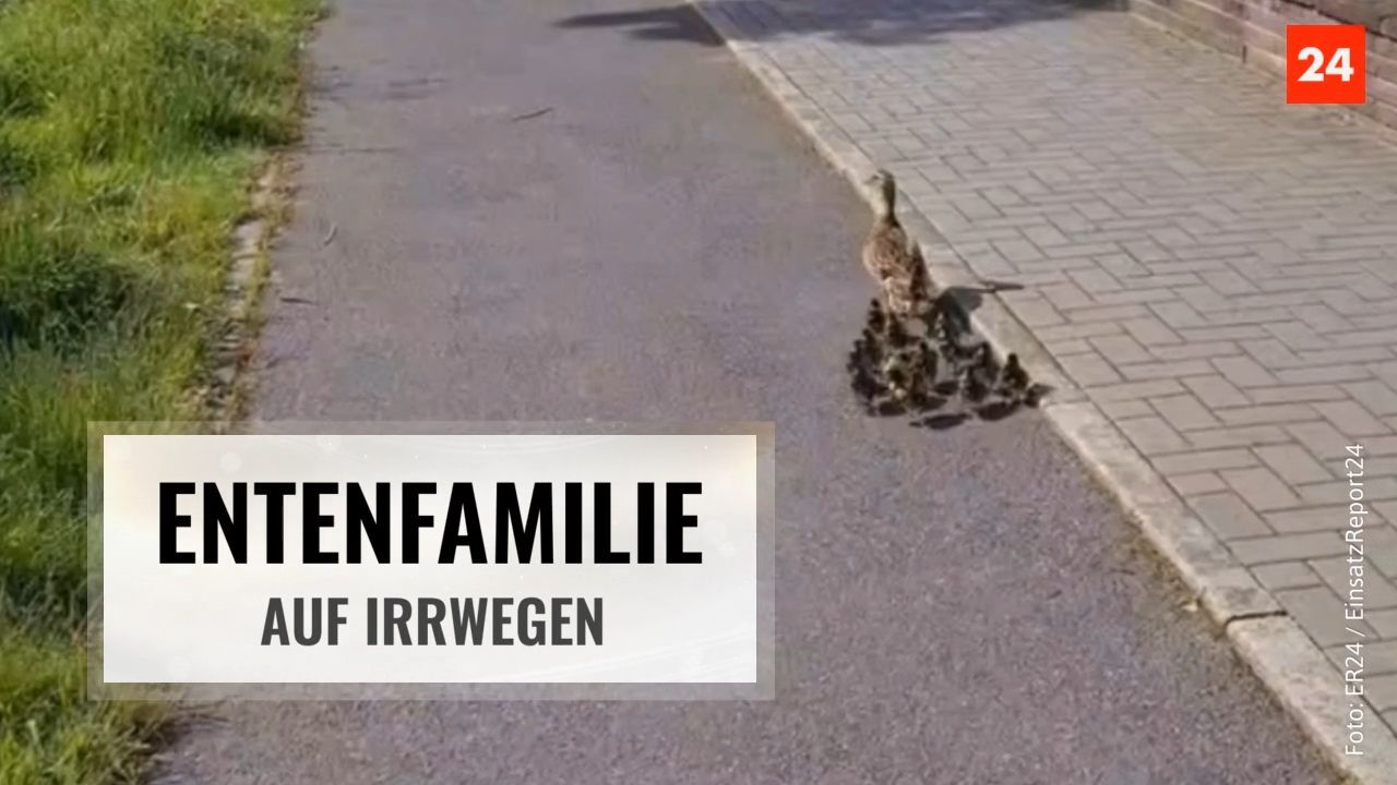 Ludwigshafen - Duck family on the wrong track