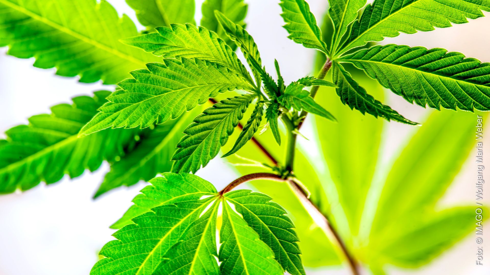 Cannabispflanzen – so klappt die Aufzucht zu Hause