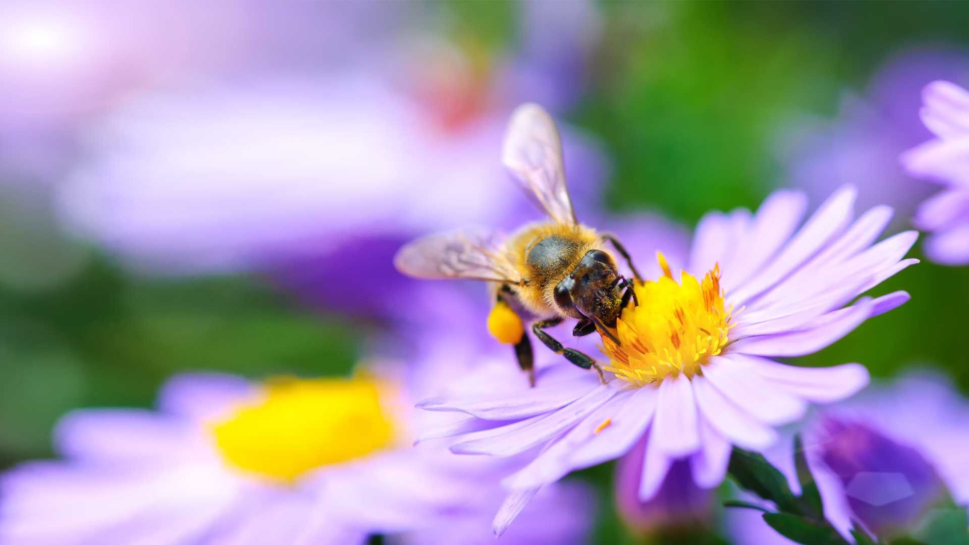 Bee-friendly measures for gardens and balconies