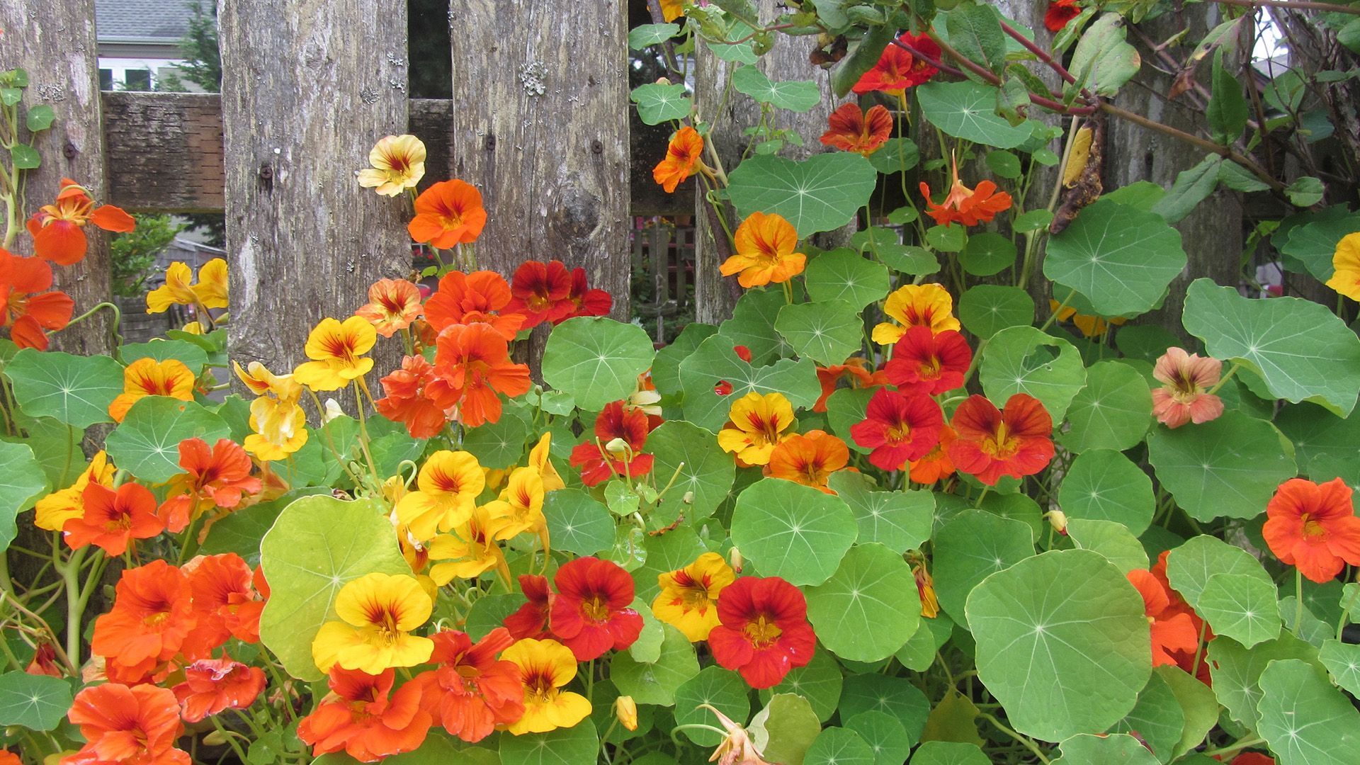 Farbenfroh und gesund: Warum Kapuzinerkresse in jeden Garten gehört