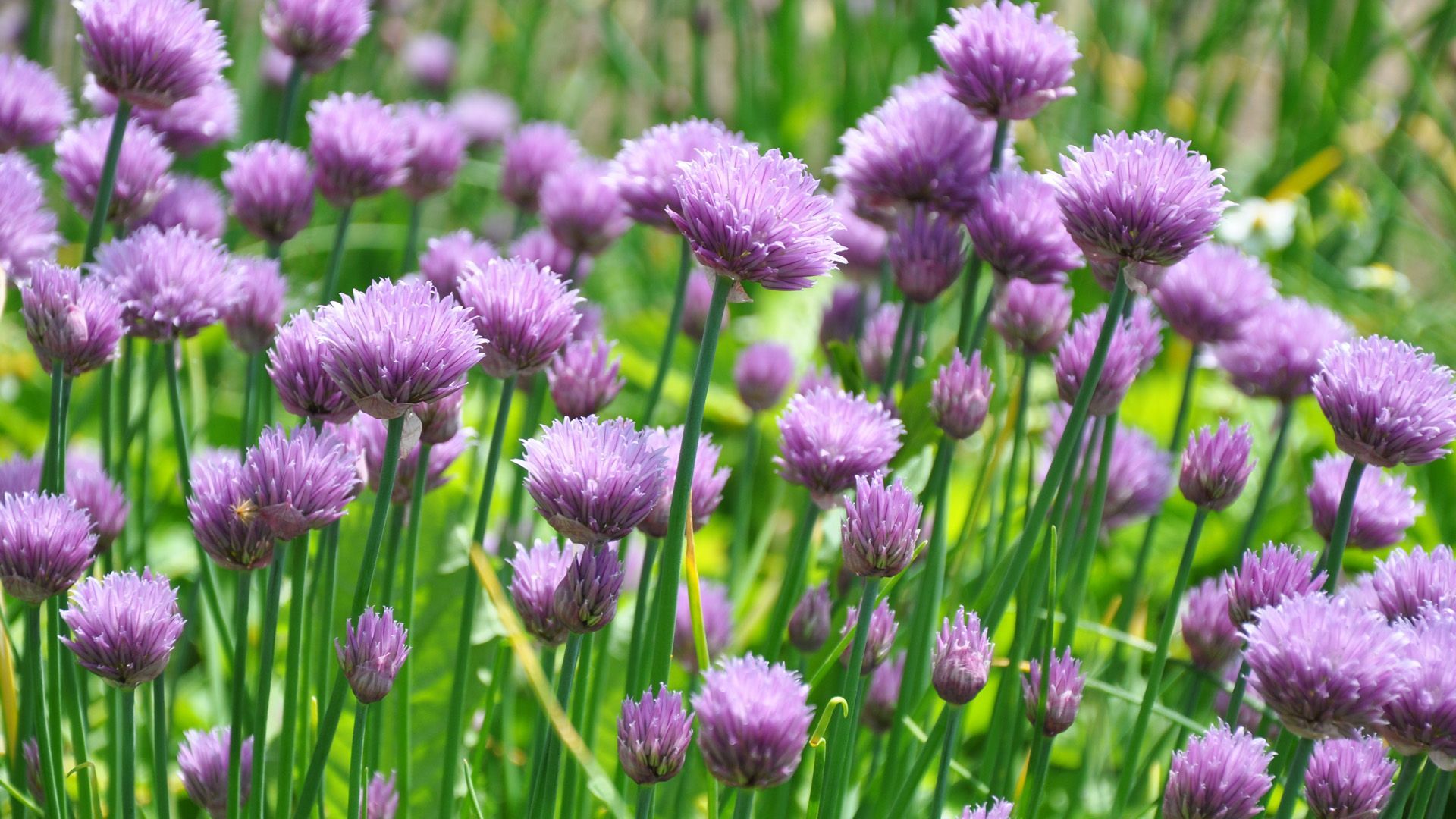 Diese Blumen darf man ohne Bedenken essen