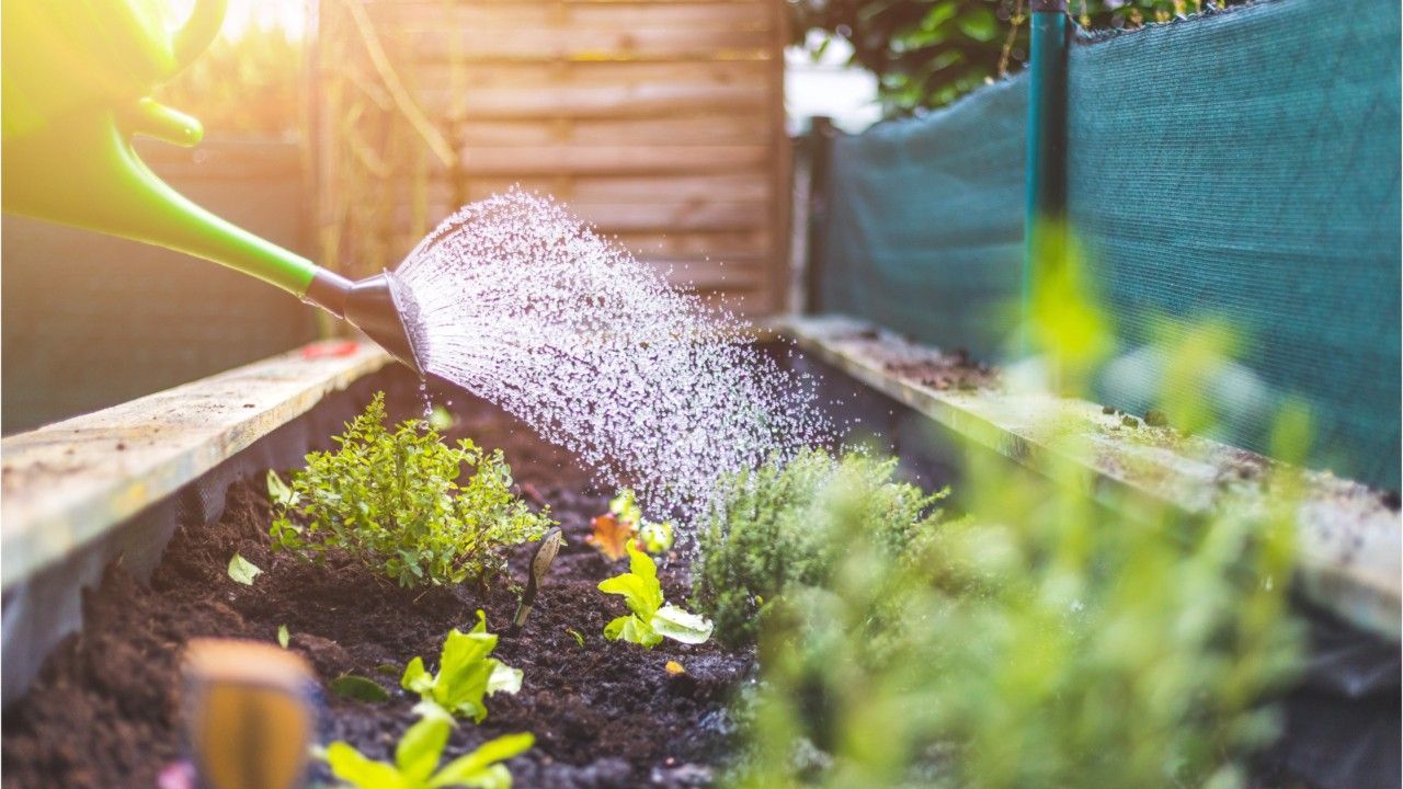 Achtung heiß! Woran Gartenbesitzer im Juli denken sollten