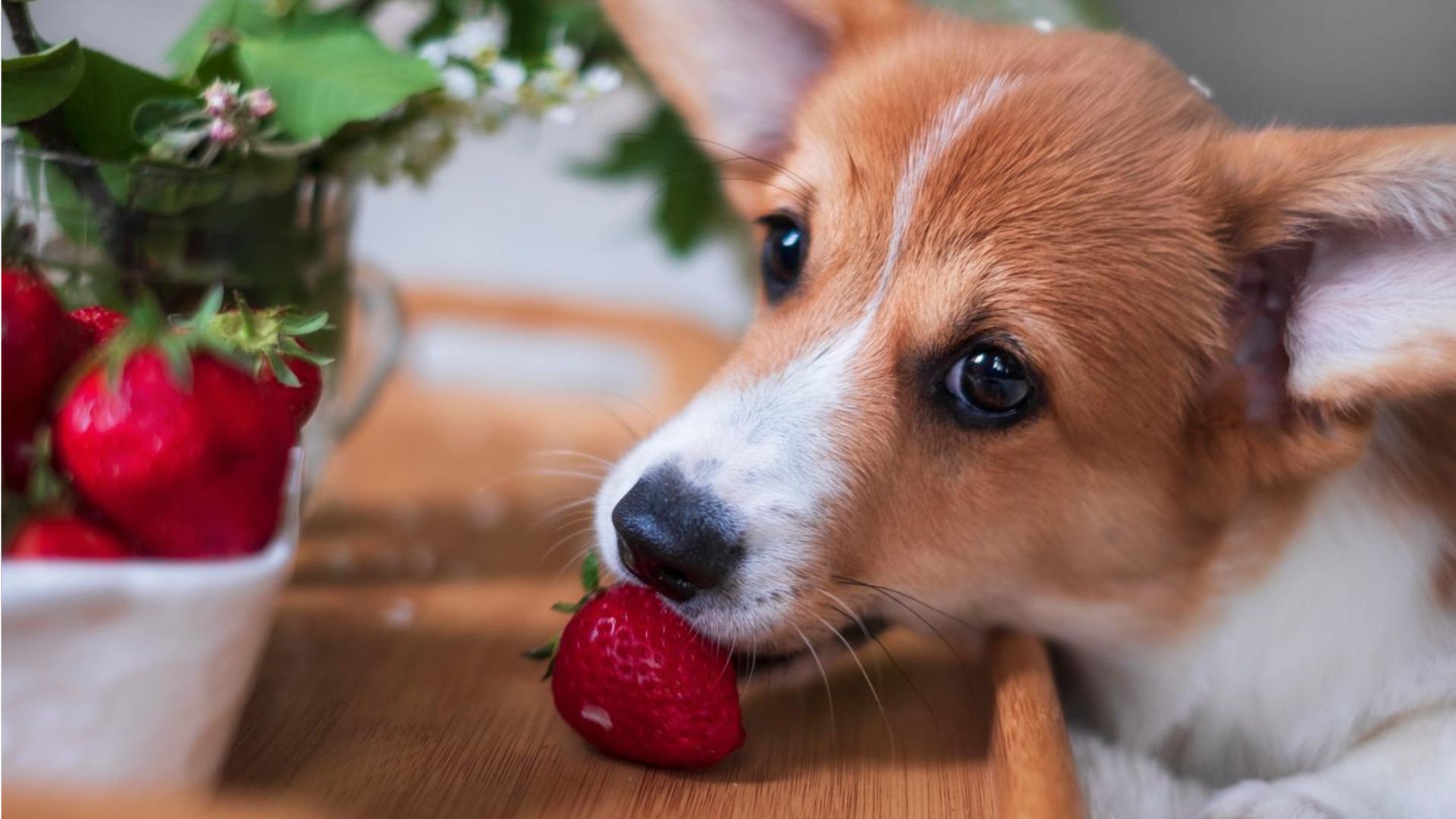 Dürfen Hunde Erdbeeren essen? Das sollten Sie wissen