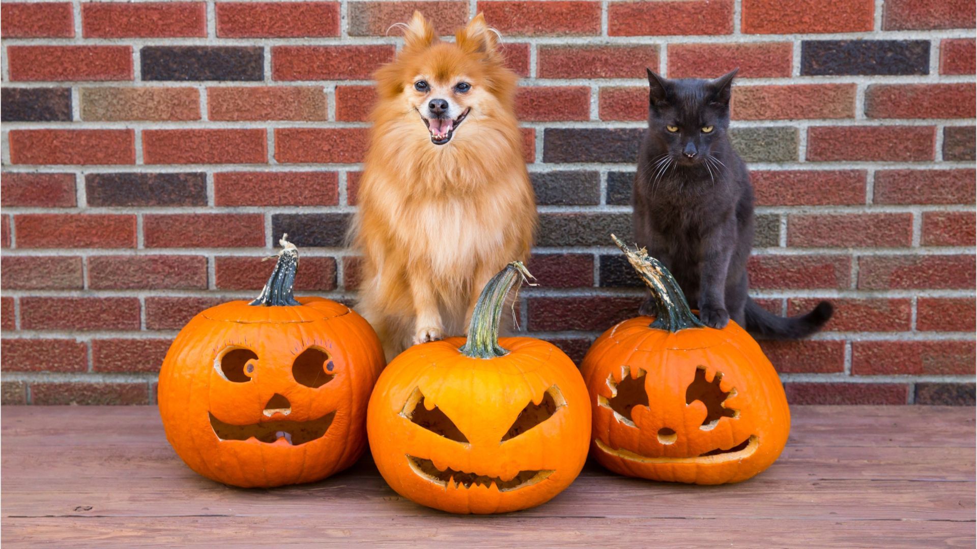 Halloween: Darum sollten Sie Hund und Katze nicht verkleiden