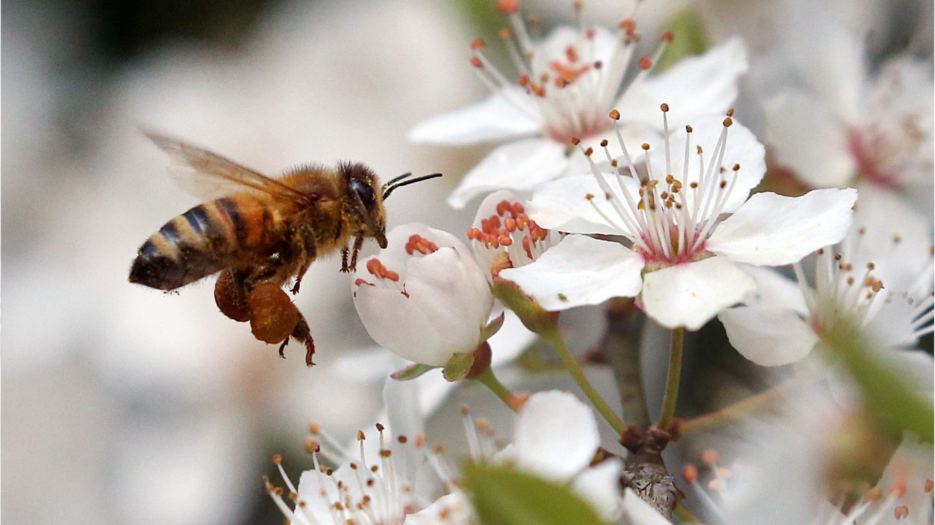 So helfen Sie den frühen Insekten im Garten